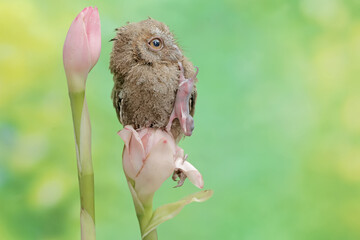 A young Javan scops owl preys on a baby mouse in a wildflower. This nocturnal bird has the...