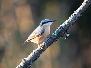 Kleiber (Sitta europaea)