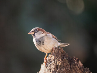 Haussperling (Passer domesticus)