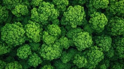 Naklejka premium Green Economy Initiatives Supporting Environmental Innovation and Ethical Practices for Sustainable Growth and Responsible Development