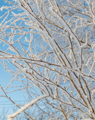 A tree with a lot of snow on it is in front of a blue sky