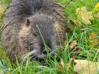 Nutria (Myocastor coypus)
