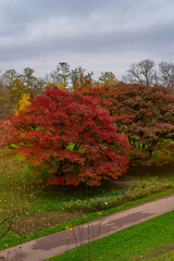 Obraz premium Vibrant beauty of autumn at Höhenpark Killesberg in Stuttgart, Germany - pair of stunning trees adorned with deep red and crimson foliage. A winding path curves gently past the trees.