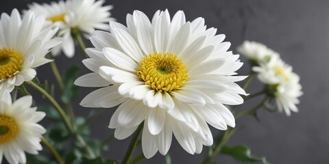Fototapeta premium Large white chrysanthemum flower facing forward on a branch, large, botanical, delicate