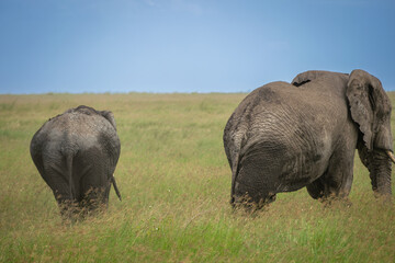Fototapeta premium Simiyu is an administrative region of Tanzania. It was created in March 2012, being until then part of the Shinyanga Region. Its capital is the city of Bariadi.