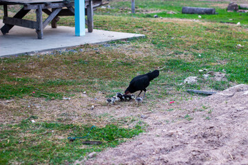 Obraz premium Hen and Chicks