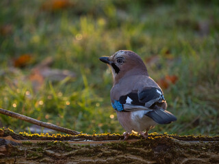 Eichelhäher (Garrulus glandarius)