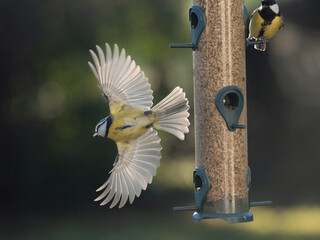  und Blaumeise (Cyanistes caeruleu)