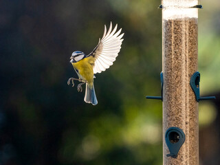  und Blaumeise (Cyanistes caeruleu)