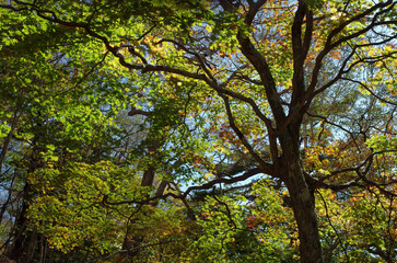 奥日光の秋は美しく優しい。木々は輝き、水は穏やかに、足元では、落ち葉がカサコソと語りかけて来る。決して一人ではない。どこからか囀りが聞こえてくる。優しい日差しが私を暖かく包んでいる。ゆっくりと山道を登っていく。時折、苔の生えた倒木に腰をおろして深々と深呼吸。里山のやさしさ、暖かさは、私の心を癒してくれる。いつまでも此処に留まっていたい気持ちに駆られる。そして、私は暖かいコーヒーを口にした。