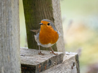 Rotkehlchen (Erithacus rubecula)