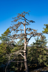 Fototapeta premium View over woodland from Tarsta hill fort Hallsberg Sweden
