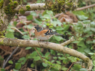 Bergfink (Fringilla montifringilla)