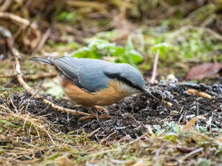 Kleiber (Sitta europaea)