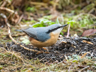 Kleiber (Sitta europaea)
