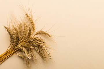 Obraz premium Sheaf of wheat ears close up and seeds on colored background. Natural cereal plant, harvest time concept. Top view, flat lay with copy space. world wheat crisis