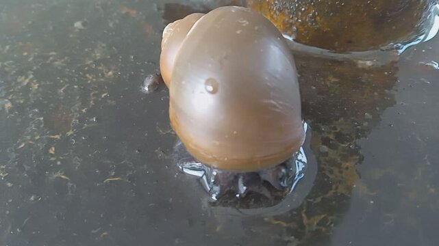 The Murbai snail or Keong Emas with the Latin name Pomacea canaliculata Lamarck 5