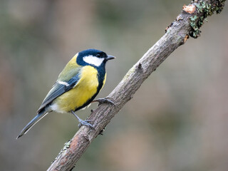 Kohlmeise (Parus major)