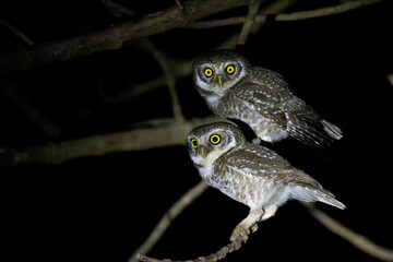 Spotted owlet couple seating on tree branch. 
