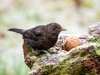 Amsel (Turdus merula)