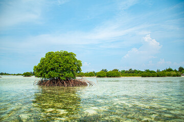 mangrove tree in the ocean