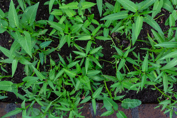 Top View of Green Water Spinach Plant on Textured Soil in Artificial Garden in Asia
