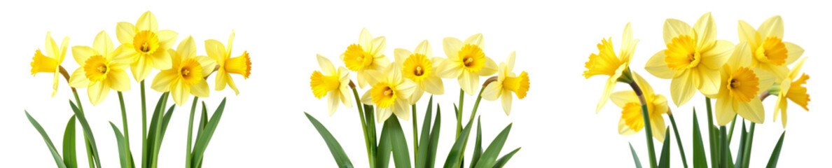 Obraz premium Daffodil flowers with bright yellow petals and green stems, perfect for designs and collages on white transparent background or PNG