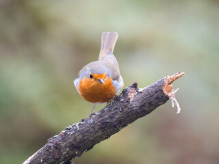 Rotkehlchen&nbsp;(Erithacus rubecula)