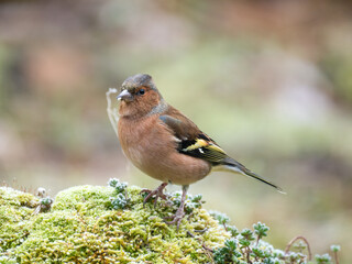 Buchfink (Fringilla coelebs)