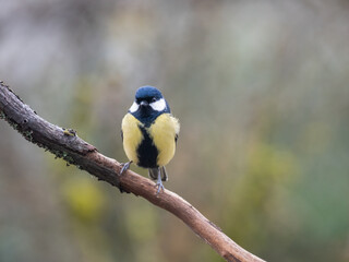 Fototapeta premium Kohlmeise (Parus major)