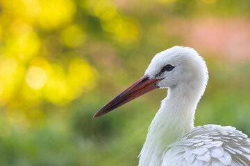 White stork in backlight. It is a close-up of his head.