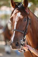 Race horse head detail. Purebred in the hippodrome. Turf