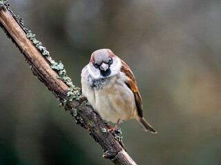 Haussperling (Passer domesticus) Männchen