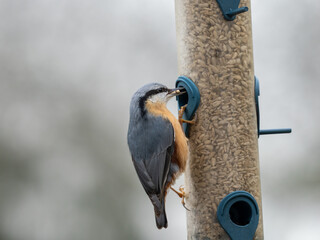 Kleiber (Sitta europaea)