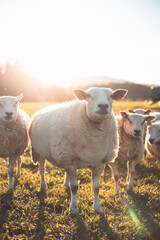 Fototapeta premium Three sheep stand together in a peaceful meadow during golden hour, surrounded by warm sunlight and a backdrop of trees and distant hills, showcasing rural charm