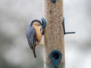 Kleiber (Sitta europaea)