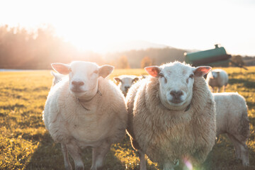 Obraz premium Sheeps stand closely together in a sunlit field during golden hour, exuding warmth and tranquility in a picturesque rural setting with soft autumn light