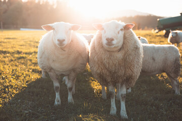Obraz premium Sheeps stand closely together in a sunlit field during golden hour, exuding warmth and tranquility in a picturesque rural setting with soft autumn light