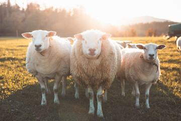 Fototapeta premium Sheeps stand closely together in a sunlit field during golden hour, exuding warmth and tranquility in a picturesque rural setting with soft autumn light