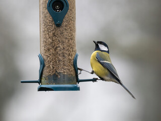 Kohlmeise (Parus major)