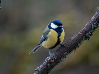 Obraz premium Kohlmeise (Parus major)