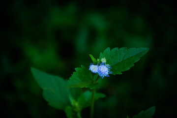 blue flower in the garden