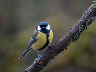 Obraz premium Kohlmeise (Parus major)