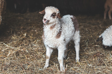 Naklejka premium Close-up of an adorable young lamb with striking black and white markings. Its curious gaze and fluffy wool capture the innocence and charm of rural farm life