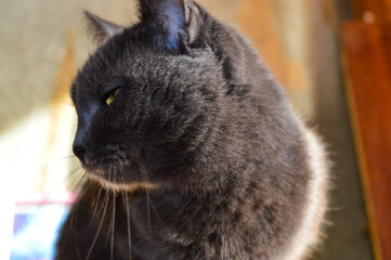 grey cat with striking green eyes pet photography beauty and personality of cats behavior analyzing...
