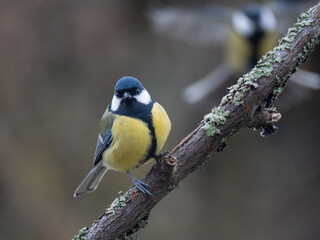 Kohlmeise (Parus major)
