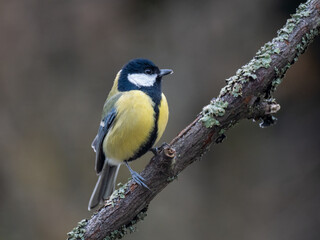 Kohlmeise (Parus major)