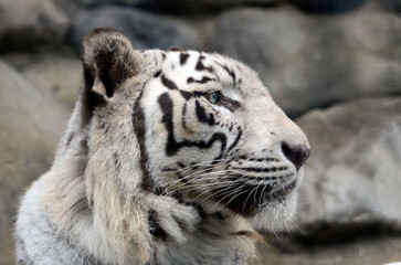 ホワイトタイガー