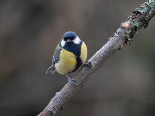 Kohlmeise (Parus major)