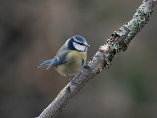 Blaumeise (Cyanistes caeruleu)